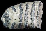 Partial Southern Mammoth Molar - Hungary #87549-2